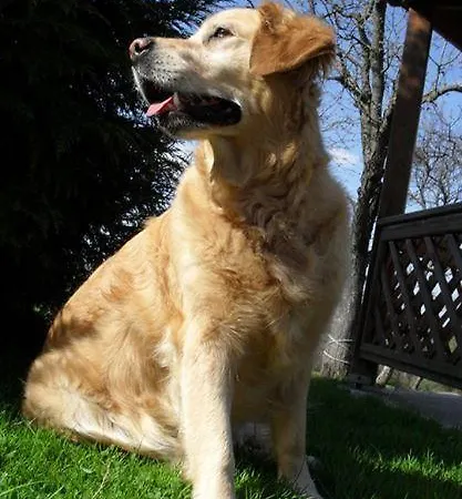 Hoffmann Vendeghaz شقة *