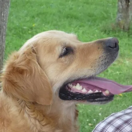 아파트 Hoffmann Vendeghaz *