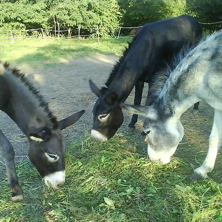 Hoffmann Vendeghaz *